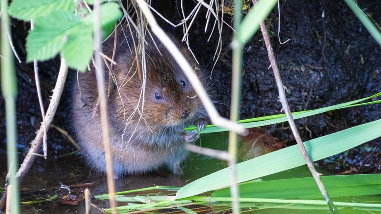 A water vole sits at the edge of a stream eating vegetation